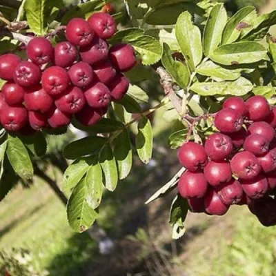 Рябина БУРКА сладкоплодная — описание сорта Рябина БУРКА сладкоплодная в Казани