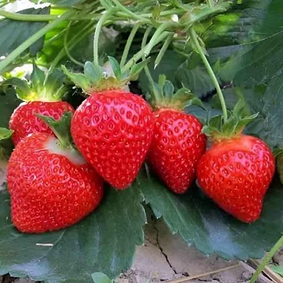 Клубника ТЕА  Клубника ТЕА в Казани