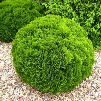 Туя ДАНИКА западная  Туя ДАНИКА западная в Казани