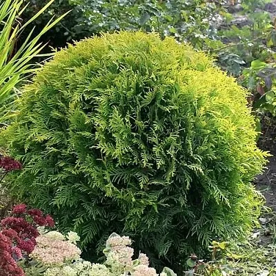 Туя ЕЛЛОУ ГЛОБ западная  Туя ЕЛЛОУ ГЛОБ западная в Казани