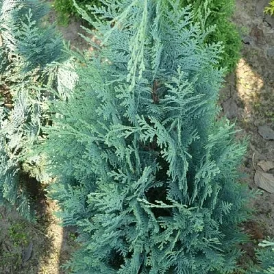 Кипарисовик КОЛУМНАРИС лавсона  Кипарисовик КОЛУМНАРИС лавсона в Казани