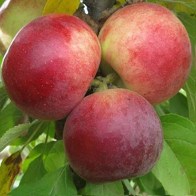 Яблоня БАЛЕРИНА ФЛАМЕНКО колонновидная  Яблоня БАЛЕРИНА ФЛАМЕНКО колонновидная в Казани