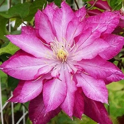 Клематис КАЕН в Казани