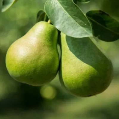 Груша Г-1 колонновидная в Казани