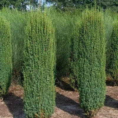 Можжевельник ХИБЕРНИКА обыкновенный  Можжевельник ХИБЕРНИКА обыкновенный в Казани