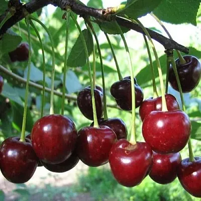 Вишня БЫСТРИНКА  Вишня БЫСТРИНКА в Казани