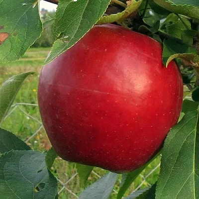 Яблоня РЕДФРИ в Казани