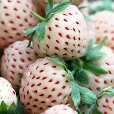 Клубника АНАНАСА ремонтантная в Казани