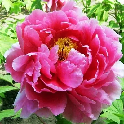 Пион ВОСХОД СОЛНЦА древовидный  Пион ВОСХОД СОЛНЦА древовидный в Казани