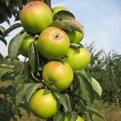 Яблоня ЛУКОМОР колонновидная  Яблоня ЛУКОМОР колонновидная в Казани