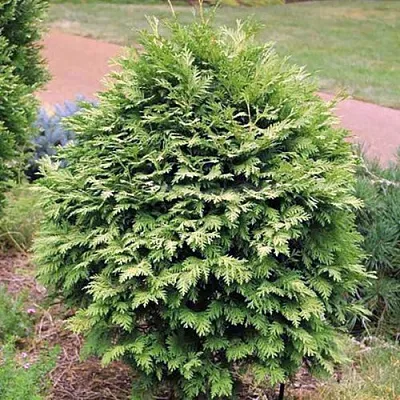 Туя ВАРЕАНА ЛЮТЕСЦЕНС западная  Туя ВАРЕАНА ЛЮТЕСЦЕНС западная в Казани