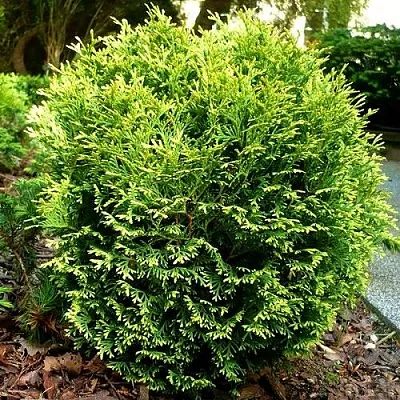 Туя ВОТЕРФИЛД западная  Туя ВОТЕРФИЛД западная в Казани