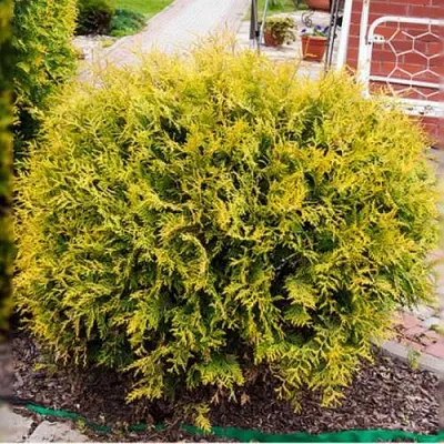 Туя КОЛЛЕРС ГОЛД складчатая  Туя КОЛЛЕРС ГОЛД складчатая в Казани