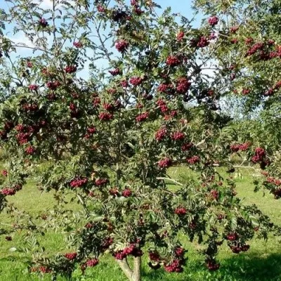 Рябина БУРКА сладкоплодная — описание сорта Рябина БУРКА сладкоплодная в Казани