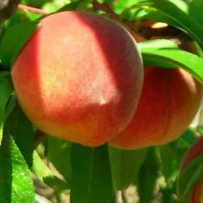 Персик РЭД ХЕВЕН — описание сорта Персик РЭД ХЕВЕН в Казани