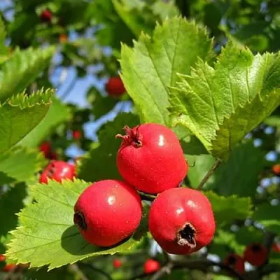 Боярышник МЯГКОВАТЫЙ  Боярышник МЯГКОВАТЫЙ в Казани