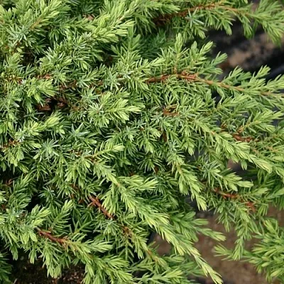 Можжевельник  Можжевельник в Казани