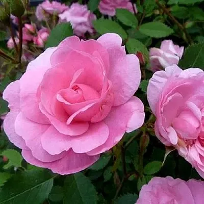 Саженцы роз ДЖОН ДЭВИС плетистая  Саженцы роз ДЖОН ДЭВИС плетистая в Казани