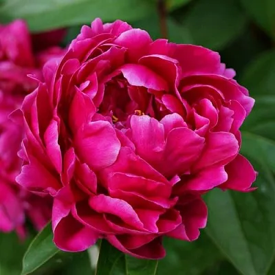 Пион ЛУИ ВАН-ГУТТ травянистый в Казани