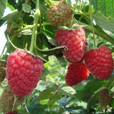 Малина КОЛОКОЛЬЧИК  Малина КОЛОКОЛЬЧИК в Казани