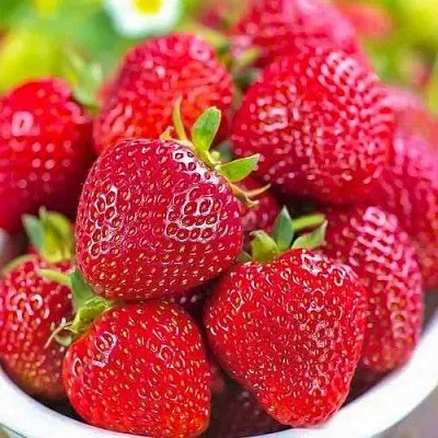 Клубника СИЛЬВИЯ  Клубника СИЛЬВИЯ в Казани