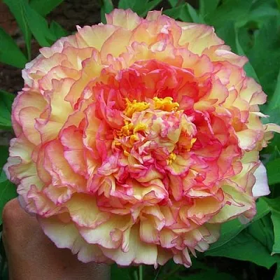 Пионы древовидные в Казани