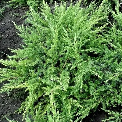 Можжевельник ШЛЯГЕР прибрежный  Можжевельник ШЛЯГЕР прибрежный в Казани