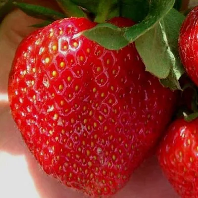 Клубника МАГНУС  Клубника МАГНУС в Казани