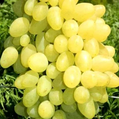 Виноград ЗАРНИЦА в Казани