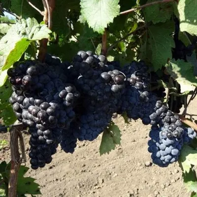 Виноград ДЕНИСОВСКИЙ — описание сорта Виноград ДЕНИСОВСКИЙ в Казани