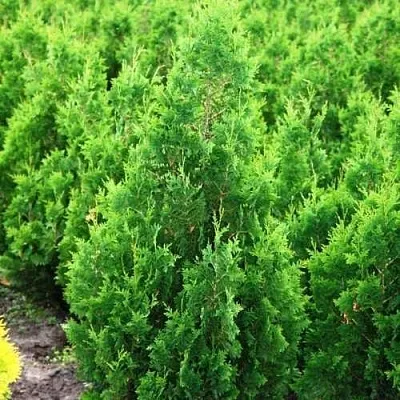 Туя СПИРАЛИС западная  Туя СПИРАЛИС западная в Казани