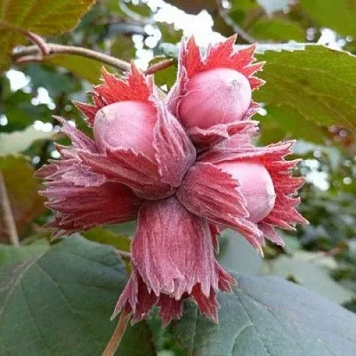 Фундук СКАРЛЕТТ в Казани