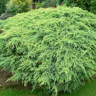 Можжевельник ХОЛГЕР чешуйчатый  Можжевельник ХОЛГЕР чешуйчатый в Казани