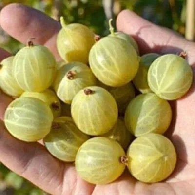 Крыжовник БЕРИЛЛ — описание сорта Крыжовник БЕРИЛЛ в Казани