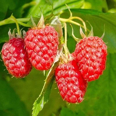 Малина ИЗОБИЛЬНАЯ  Малина ИЗОБИЛЬНАЯ в Казани