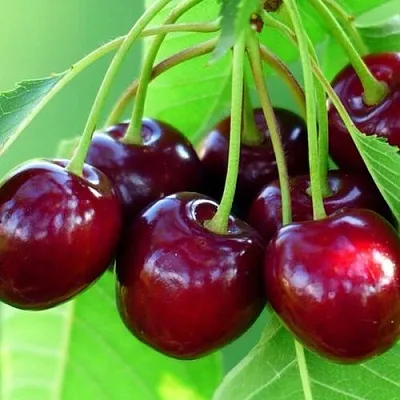 Вишня ВЯНОК  Вишня ВЯНОК в Казани