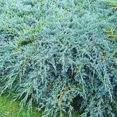 Можжевельник БЛЮ КАРПЕТ чешуйчатый  Можжевельник БЛЮ КАРПЕТ чешуйчатый в Казани