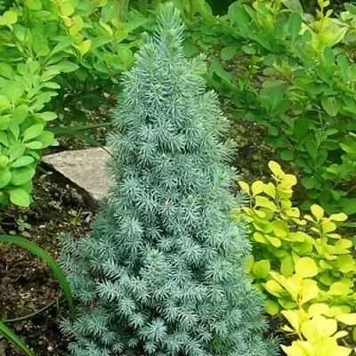 Ель КОНИКА сизая  Ель КОНИКА сизая в Казани