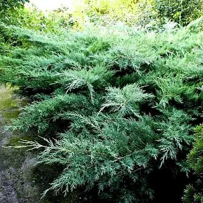 Можжевельник ПФИТЦЕРИАНА ГЛАУКА средний  Можжевельник ПФИТЦЕРИАНА ГЛАУКА средний в Казани