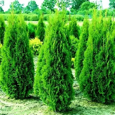 Туя ВИДМАНТ западная  Туя ВИДМАНТ западная в Казани