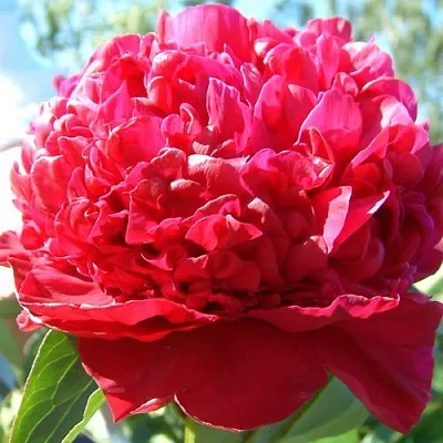 Пион ИНСПЕКТОР ЛАВЕРН травянистый в Казани