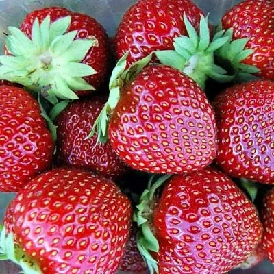 Клубника МАЛЬВИНА  Клубника МАЛЬВИНА в Казани