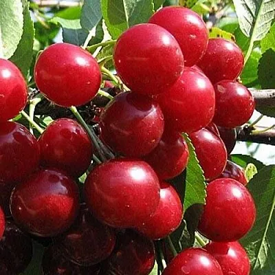 Вишня ГЛУБОКСКАЯ  Вишня ГЛУБОКСКАЯ в Казани