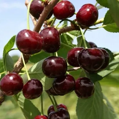 Вишня ГРИОТ БЕЛОРУССКИЙ  Вишня ГРИОТ БЕЛОРУССКИЙ в Казани