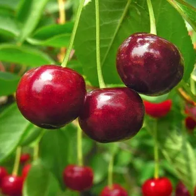 Вишня УЙФЕХЕРТОЙ ФЮРТОШ  Вишня УЙФЕХЕРТОЙ ФЮРТОШ в Казани