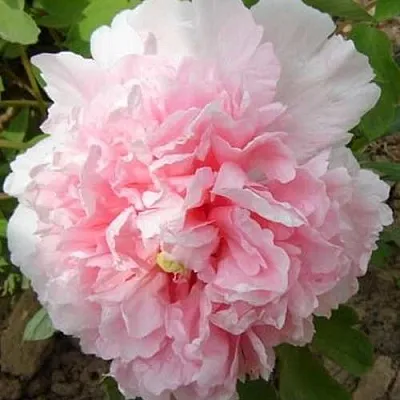 Пион БУКЕТ РОЗОВЫХ ГВОЗДИК древовидный  Пион БУКЕТ РОЗОВЫХ ГВОЗДИК древовидный в Казани