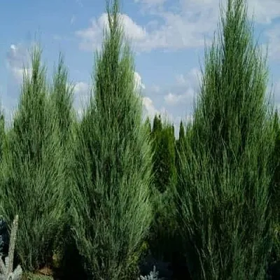 Можжевельник СКАЙРОКЕТ скальный  Можжевельник СКАЙРОКЕТ скальный в Казани