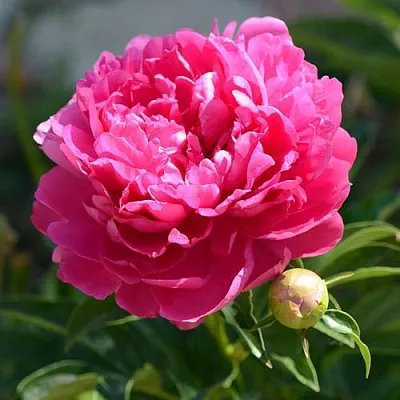 Пион БУШЕЛА травянистый  Пион БУШЕЛА травянистый в Казани