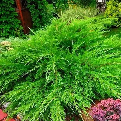 Можжевельник МИНТ ДЖУЛЕП средний  Можжевельник средний Mint Julep (МИНТ ДЖУЛЕП) в Казани