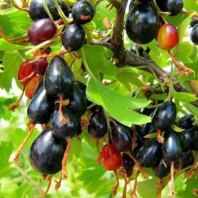 Смородина золотистая БОКАЛИНСКАЯ в Казани